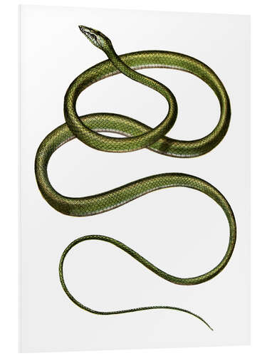 Foam board print Long-nosed Tree Snake