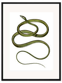 Gerahmter Kunstdruck Langnasige Baumschlange