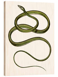 Trebilde Long-nosed Tree Snake