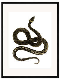 Gerahmter Kunstdruck Europäische Grasschlange