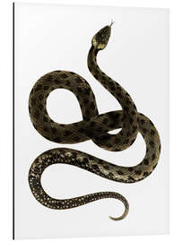 Magnettafel Europäische Grasschlange