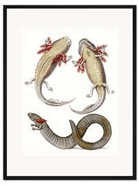 Gerahmter Kunstdruck Axolotl
