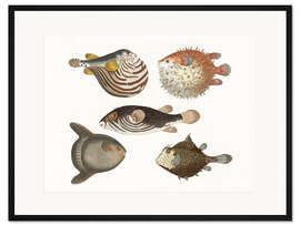 Gerahmter Kunstdruck Stachel-Kugel