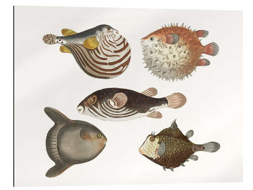 Gallery print Wonderful fish