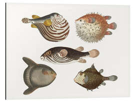 Magnettafel Stachel-Kugel