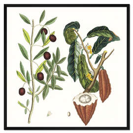 Gerahmter Kunstdruck Kakaobaum