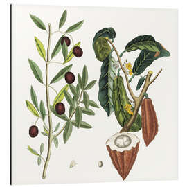 Magnettafel Kakaobaum