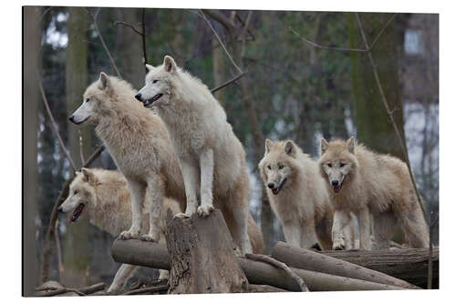 Aluminium print White Wolves