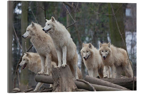 Gallery print White Wolves