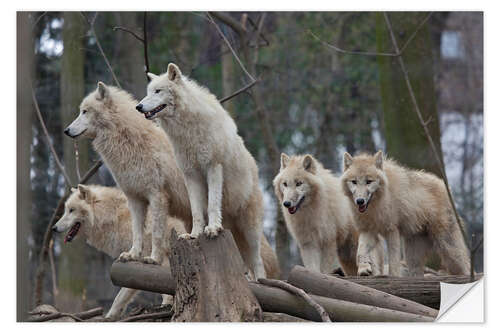 Selvklebende plakat White Wolves