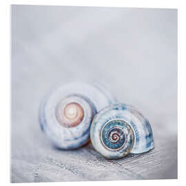 Acrylic print Blue Shells