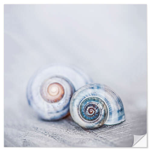 Selvklebende plakat Blue Shells