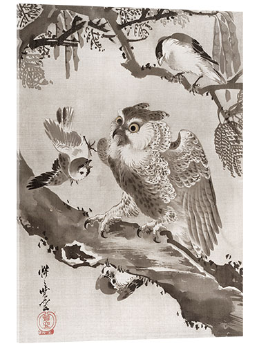 Acrylic print Owl Mocked by Small Birds