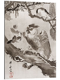 Aluminiumsbilde Owl Mocked by Small Birds