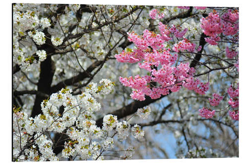 Stampa su alluminio Fiori di ciliegio bianchi e rosa