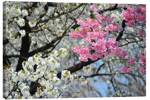 Obraz na płótnie White and pink cherry blossoms
