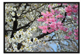 Gerahmter Kunstdruck Weiße und rosa Kirschblüten
