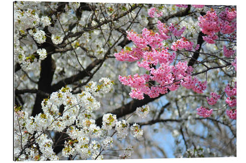 Gallery print White and pink cherry blossoms