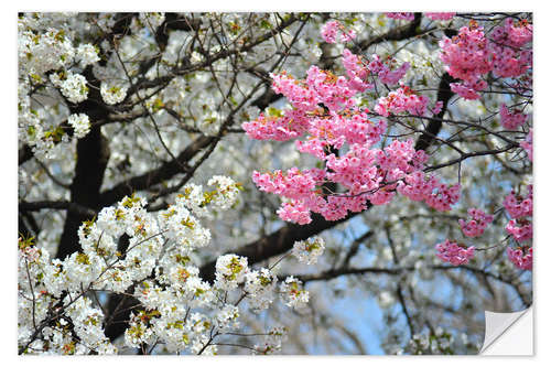 Selvklebende plakat White and pink cherry blossoms