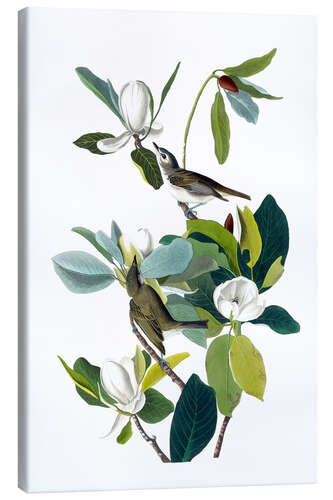 Canvas print Warbling Flycatcher