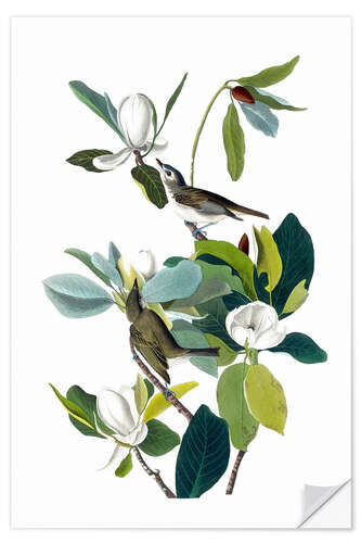 Wall sticker Warbling Flycatcher