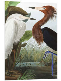 Foam board print Red Egret (detail)