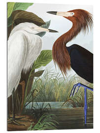 Gallery print Red Egret (detail)