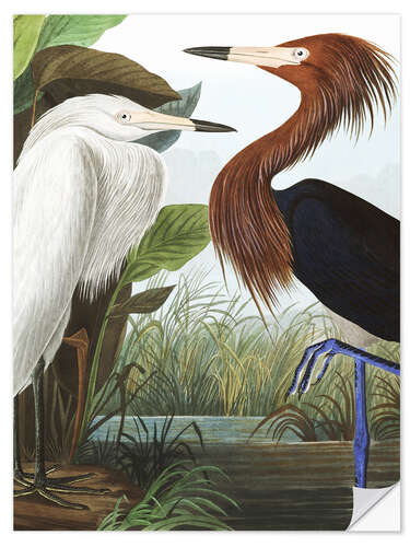 Selvklæbende plakat Red Egret (detail)