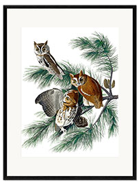 Framed art print Three owls