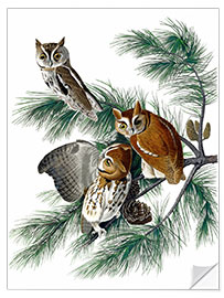 Naklejka na ścianę Three owls