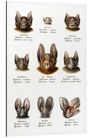 Magnettafel Verschiedene Arten von Fledermäusen