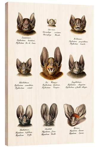 Obraz na drewnie Different Kinds Of Bats