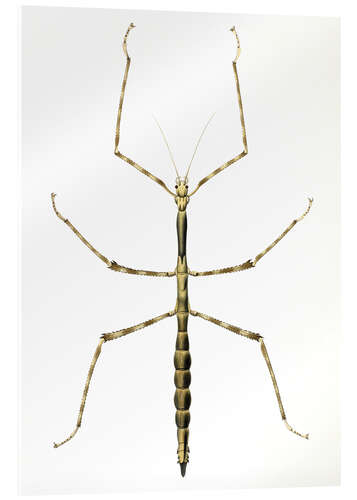 Acrylic print Stick insect