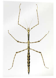 Acrylglas print Stick insect