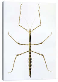 Canvas print Stick insect