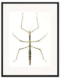 Gerahmter Kunstdruck Stabheuschrecke