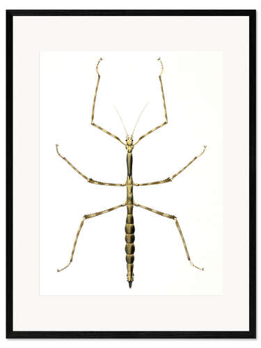 Stampa artistica con cornice Stick insect