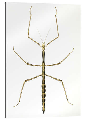 Galleritryck Stick insect