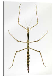 Galleritryck Stick insect