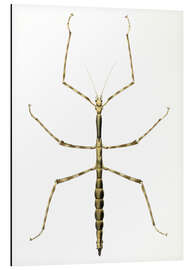 Magnettafel Stabheuschrecke