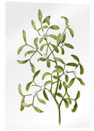 Acrylic print Mistletoe