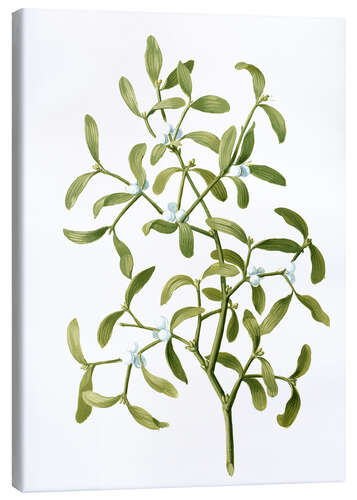 Canvas print Mistletoe