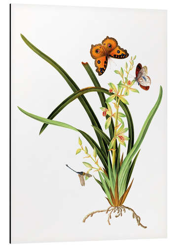 Tableau en aluminium Butterflies and a dragonfly on a plant