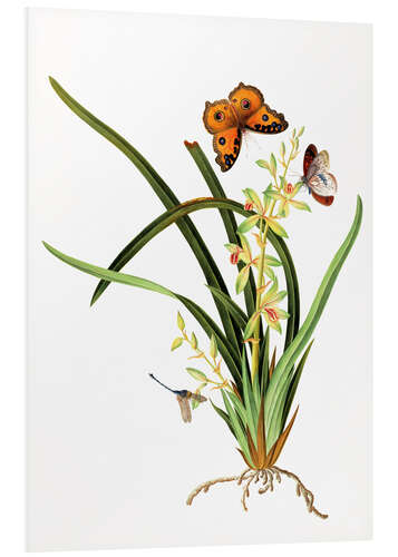 Tableau en PVC Butterflies and a dragonfly on a plant