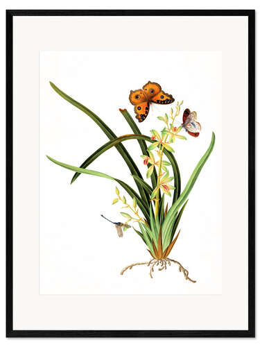 Framed art print Butterflies and a dragonfly on a plant