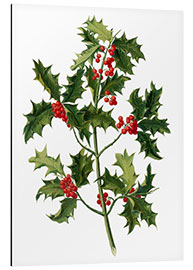 Aluminium print European holly