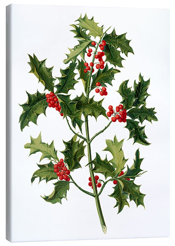 Quadro em tela European holly