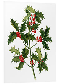 Foam board print European holly