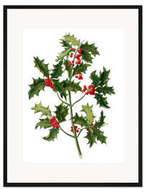 Gerahmter Kunstdruck Europäische Stechpalme