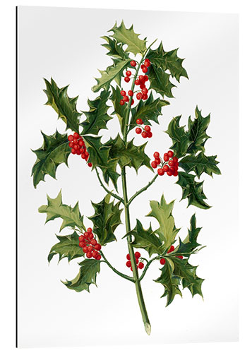 Gallery print European holly